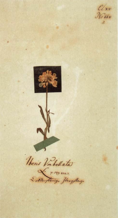 Herbarium sheet